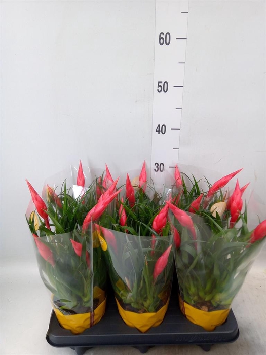 <h4>Vriesea  'Astrid'</h4>