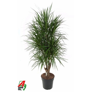 Dracaena Marginata vertakt P31