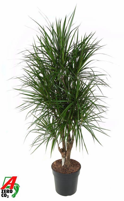<h4>Dracaena Marginata vertakt P31</h4>
