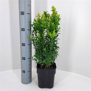 Buxus sempervirens C2,2 ltr - Swing