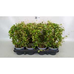 Muehlenbeckia com. 'Mao'ri'