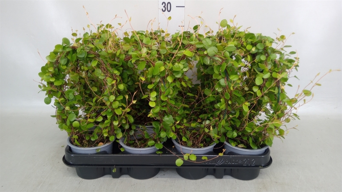 <h4>Muehlenbeckia com. 'Mao'ri'</h4>