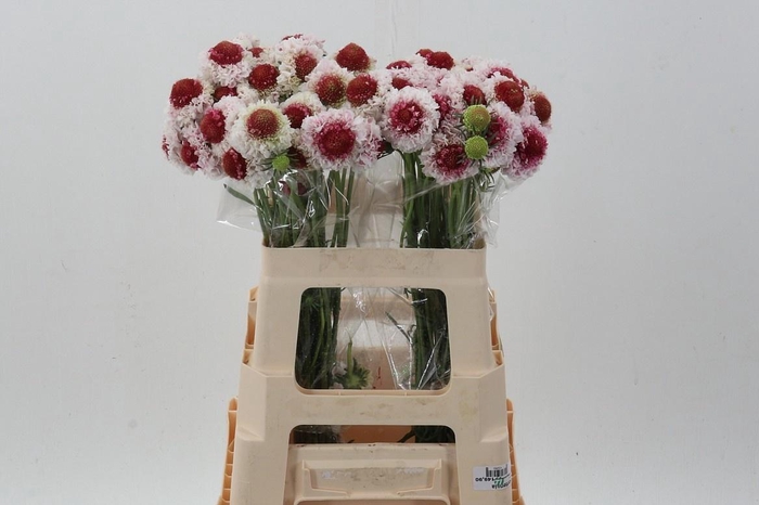 <h4>SCAB ATROPURPUREA</h4>