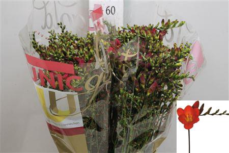 <h4>Fr En Red Passion</h4>