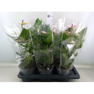 Anthurium andr. 'Laguna'