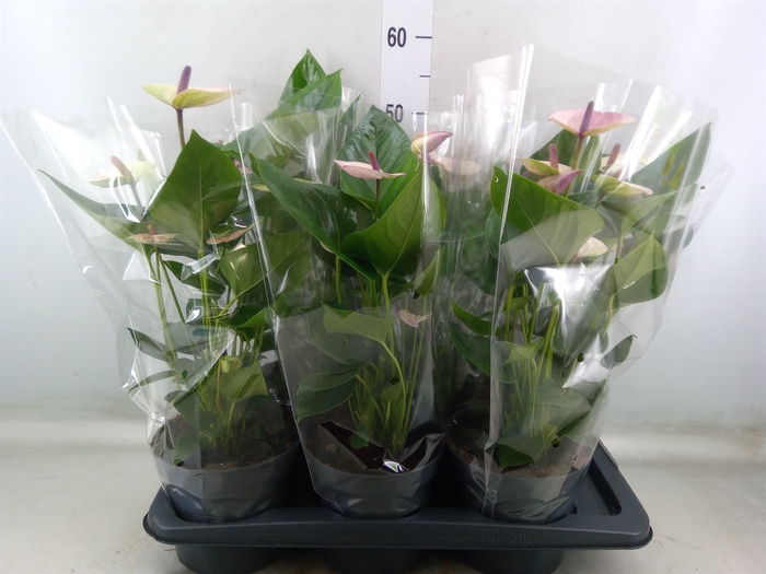 <h4>Anthurium andr. 'Laguna'</h4>