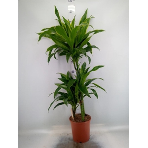 Dracaena fr de 'Art'