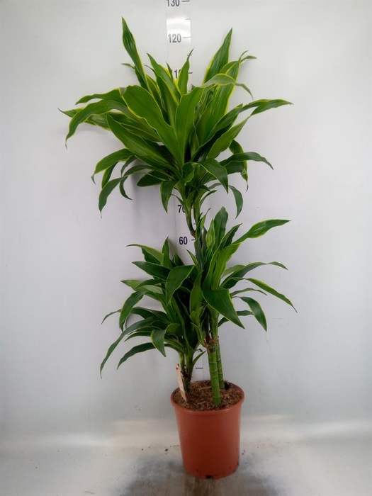 <h4>Dracaena fr de 'Art'</h4>