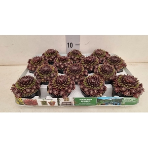 Sempervivum   ...
