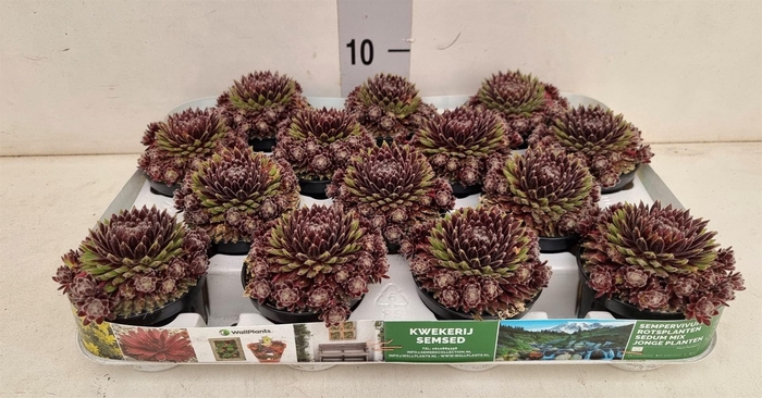 <h4>Sempervivum   ...</h4>