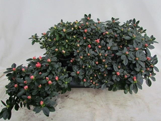 <h4>RHODO SI AIKO ROSE</h4>