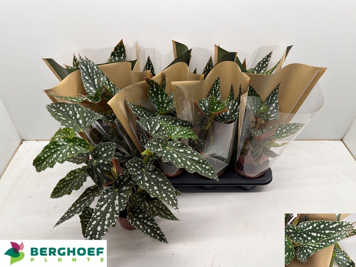 <h4>BEG MA SPOTL GREEN</h4>