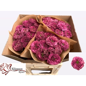 R GR PURPLE DELIGHT