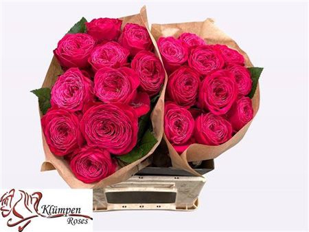 <h4>Rosa a grande fleur Just More!</h4>