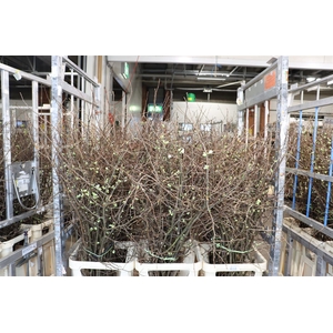 Chaenomeles Wit.ca 130/140cm