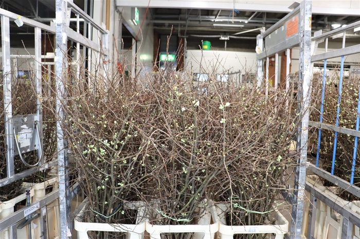 <h4>Chaenomeles Wit.ca 130/140cm</h4>