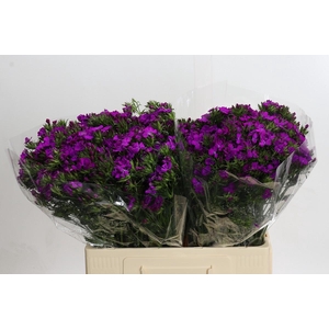 Dianthus Br Amazon Neon Purple