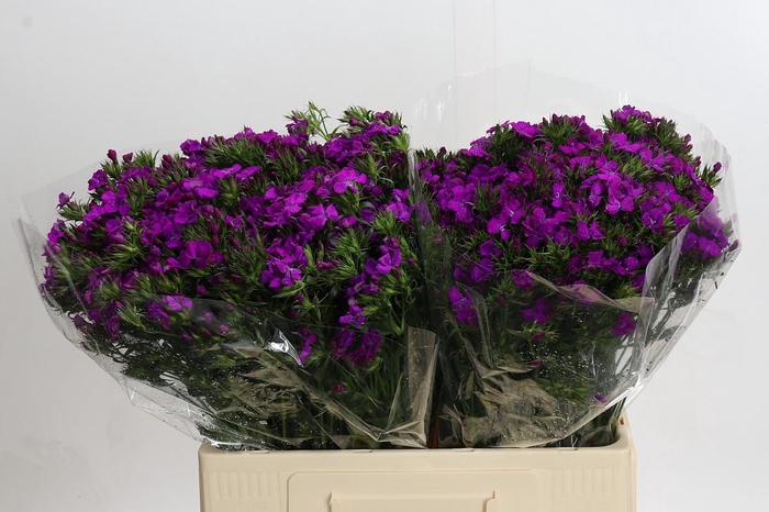 <h4>Dianthus Br Amazon Neon Purple</h4>