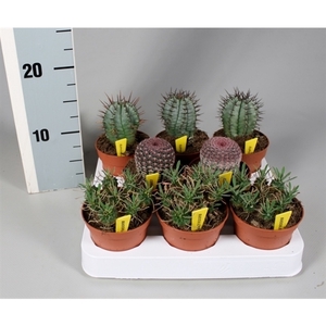 Cactus 8,5 cm aparte mix op rij met naametiket