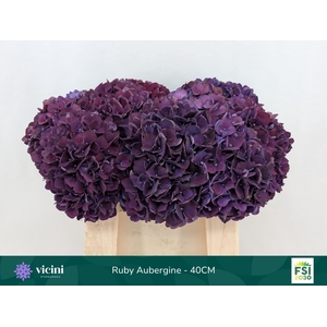 Hydrangea  'Magical Rubyred Lilac'