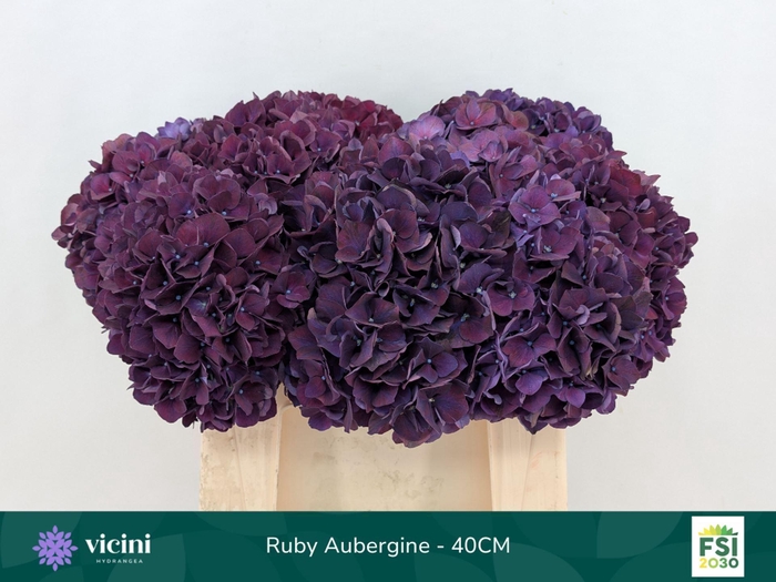 <h4>Hydrangea  'Magical Rubyred Lilac'</h4>
