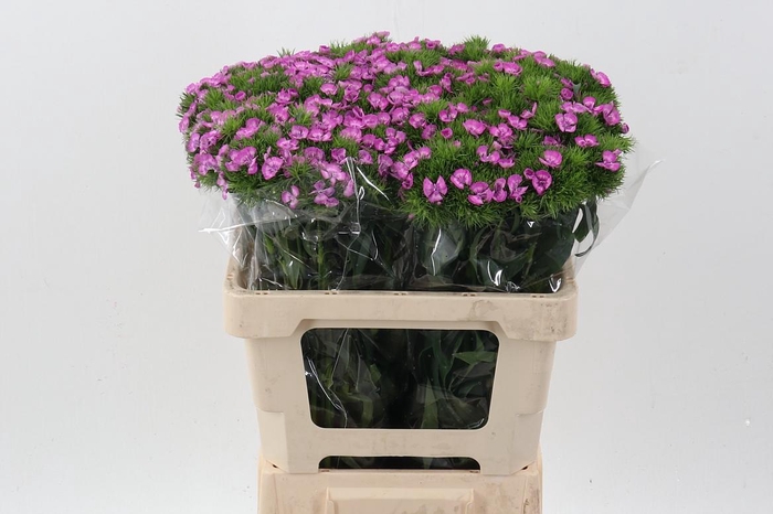 <h4>Di Barb Melian</h4>