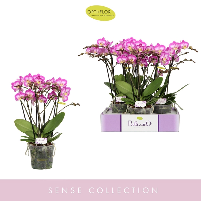 <h4>Phalaenopsis multi.   ...rose</h4>