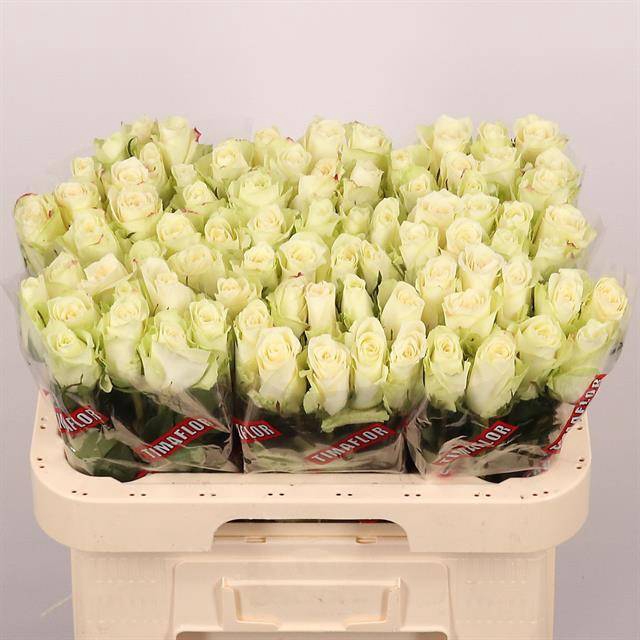 <h4>R Gr Athena Extra Tima</h4>