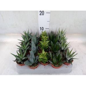 Aloe   ...mix