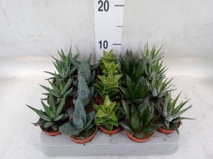 <h4>Aloe   ...mix</h4>