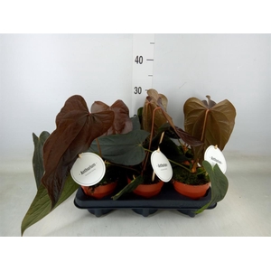 Anthurium   ...