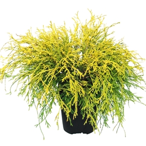 Chamaecyparis Filifera Au
