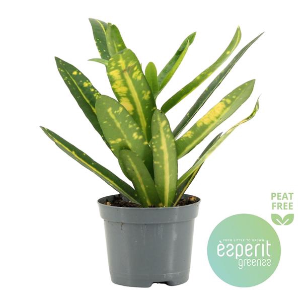 <h4>Codiaeum Sunny Star</h4>