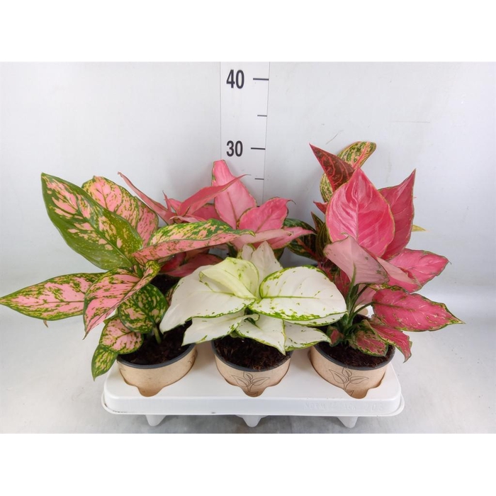 <h4>Aglaonema   ...mix</h4>