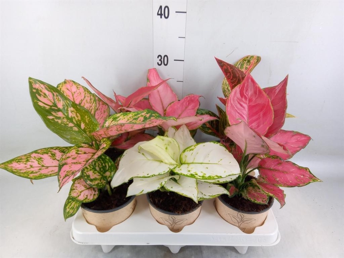 <h4>Aglaonema   ...mix</h4>