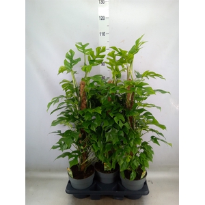 Philodendron   ...