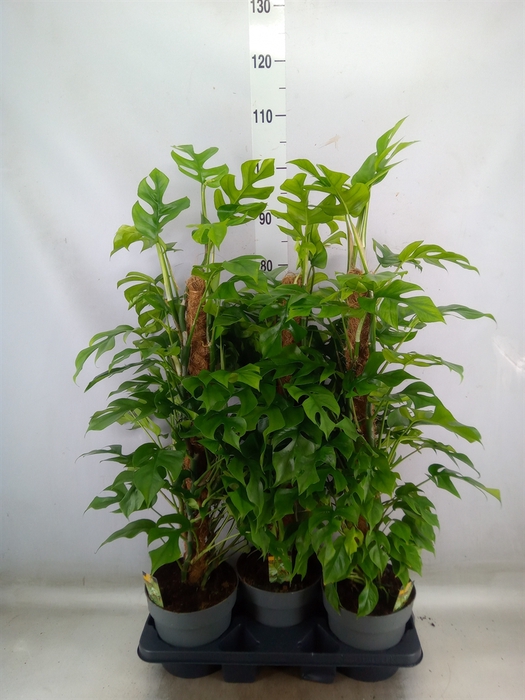 <h4>Philodendron   ...</h4>