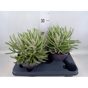 Senecio   ...