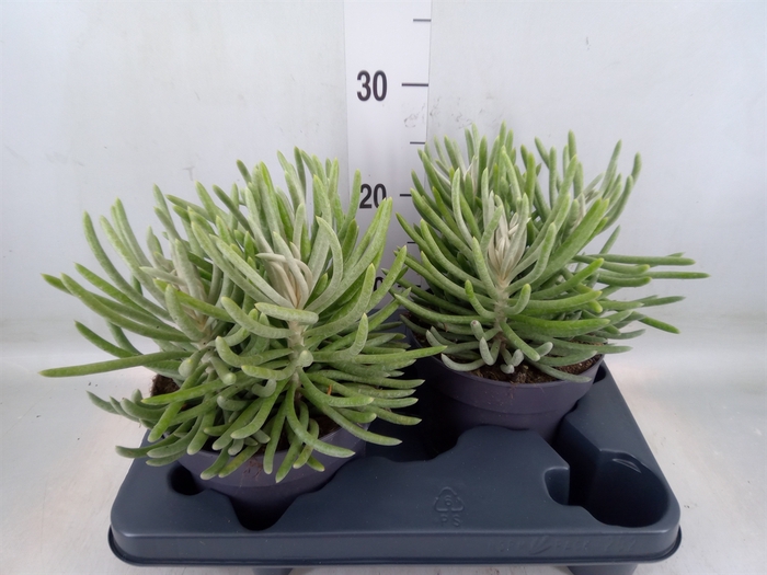 <h4>Senecio   ...</h4>