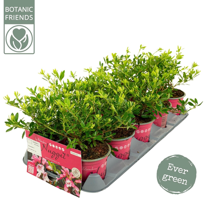 <h4>Rhododendron 'Bloombux' Magenta</h4>