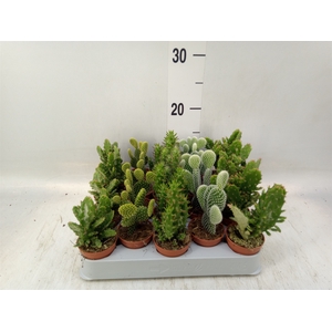 Opuntia