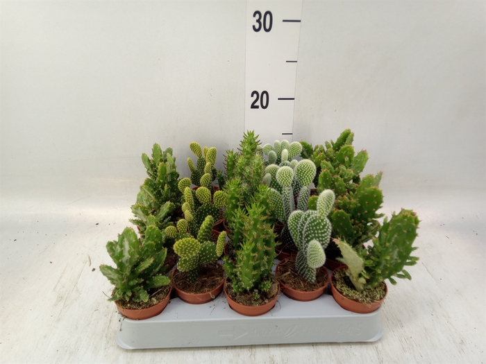 <h4>Opuntia</h4>