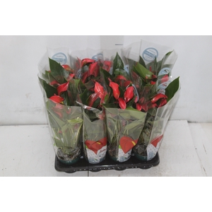 ANTHURIUM TRILLIONS RED P06