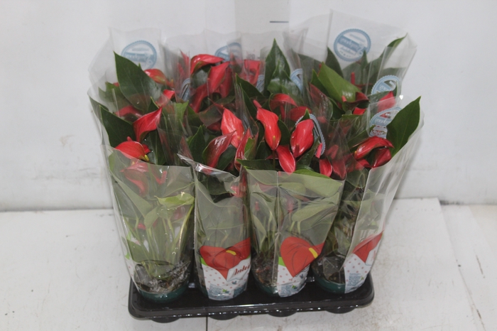 <h4>ANTHURIUM TRILLIONS RED P06</h4>
