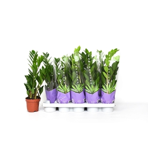 Zamioculcas 50