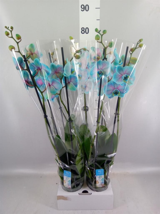 <h4>Phalaenopsis   ...</h4>