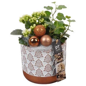 PTCHB9765 Arrangementen Kerst