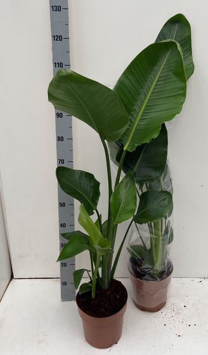 <h4>STRELITZIA NICOLAI</h4>