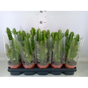 Euphorbia trigona