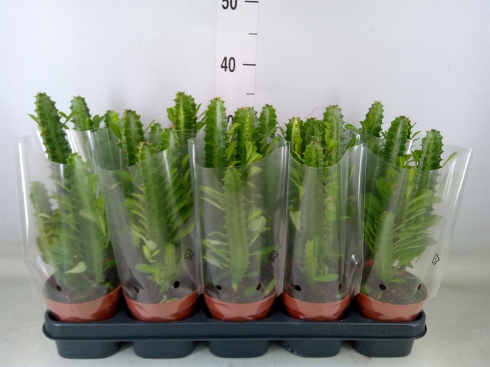<h4>Euphorbia trigona</h4>